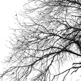 Tree Silhouette III (Canvas)