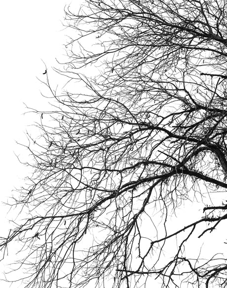 Tree Silhouette III (Canvas)