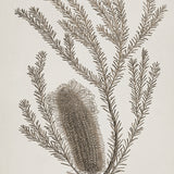 Endeavour Voyage Specimen I