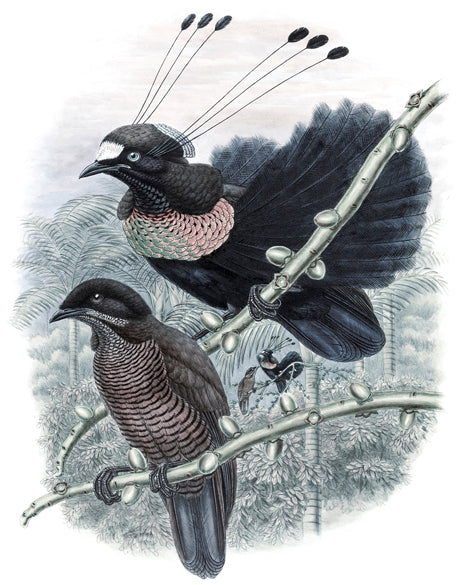 La Romieu Bird VII (Canvas)