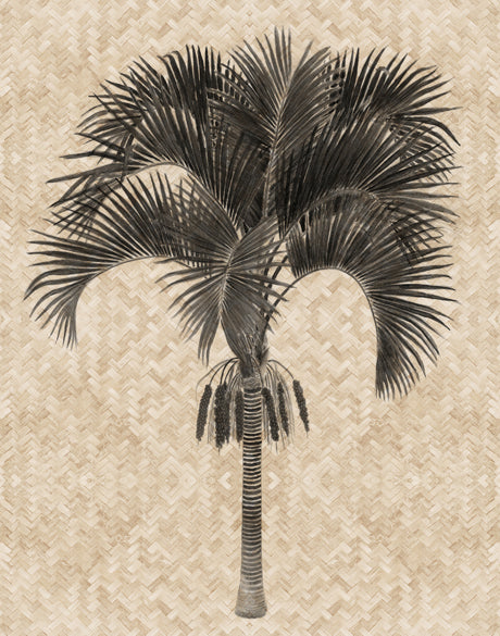 Yasawa Palm IV