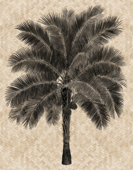 Yasawa Palm V