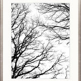 Tree Silhouette II