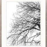 Tree Silhouette III