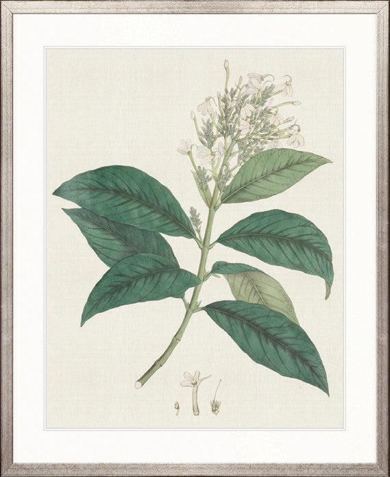 Exotic Botanical II