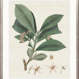Exotic Botanical IV