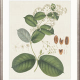 Exotic Botanical VI