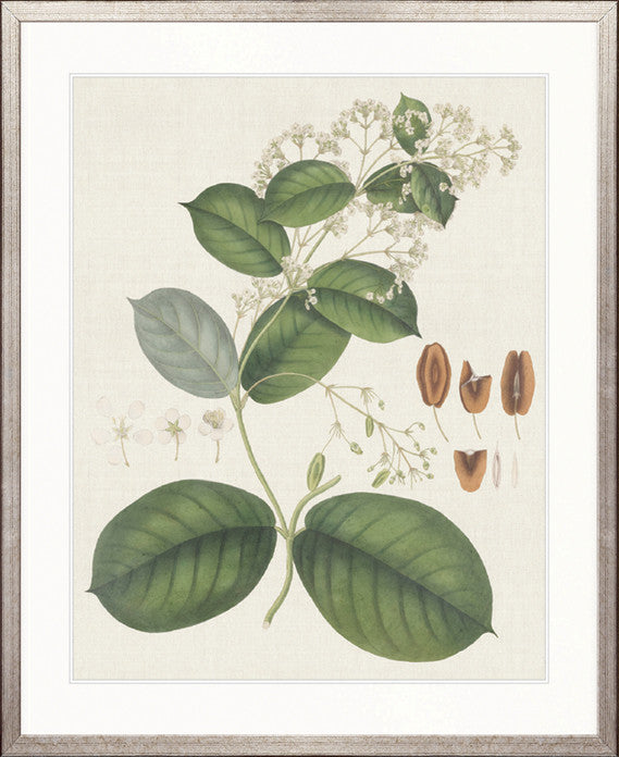 Exotic Botanical VI