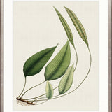 Exotic  Foliage IV