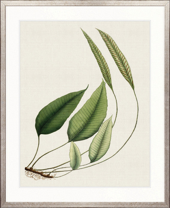 Exotic  Foliage IV
