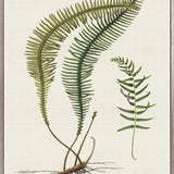 Exotic  Foliage V (Canvas)