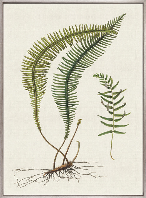 Exotic  Foliage V (Canvas)