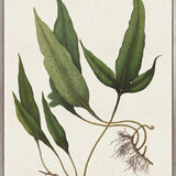 Exotic  Foliage VI (Canvas)