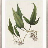 Exotic  Foliage VI