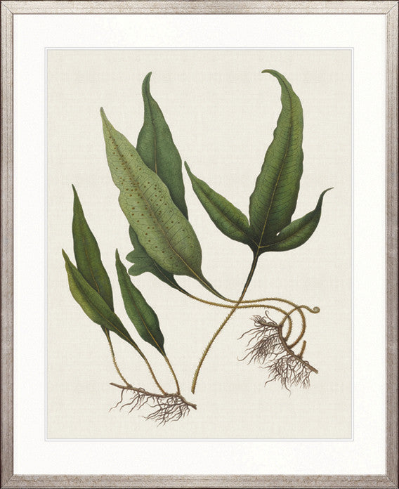 Exotic  Foliage VI