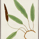 Exotic  Foliage VII (Canvas)