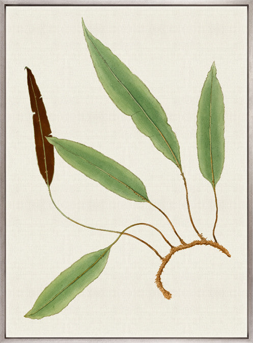 Exotic  Foliage VII (Canvas)