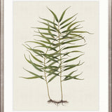 Exotic  Foliage IX
