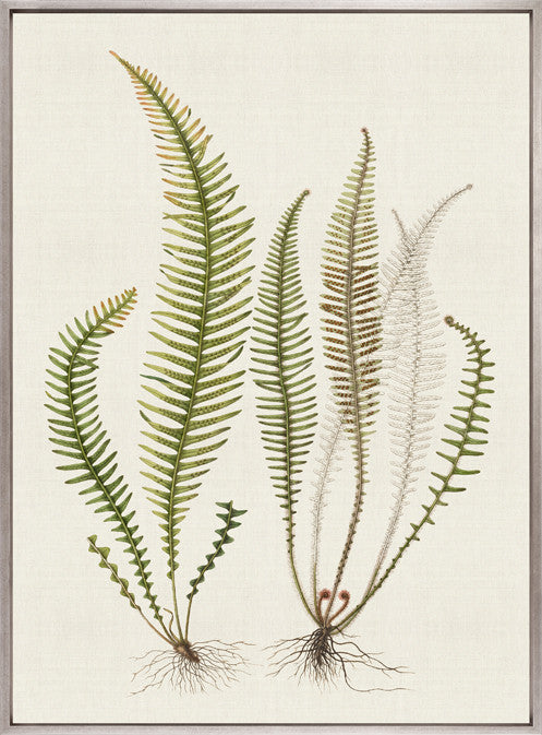 Exotic  Foliage X (Canvas)