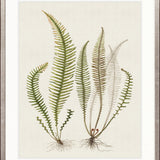 Exotic  Foliage X