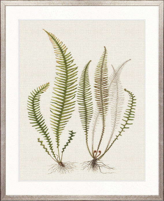 Exotic  Foliage X
