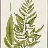 Exotic  Foliage XI (Canvas)