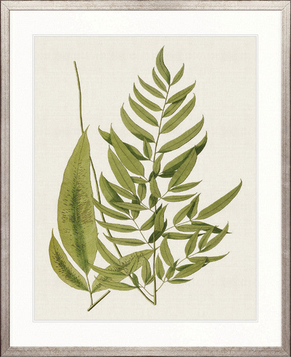 Exotic  Foliage XI