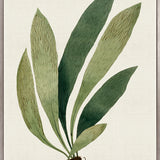 Exotic  Foliage XII (Canvas)