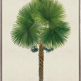 Kebaya Palm IX (Canvas)