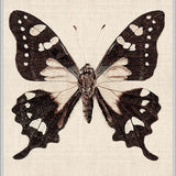 Fanciful Butterfly VII (Canvas)