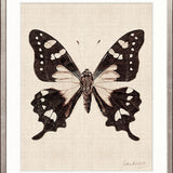 Fanciful Butterfly VII