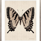 Fanciful Butterfly IX
