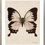 Fanciful Butterfly XII