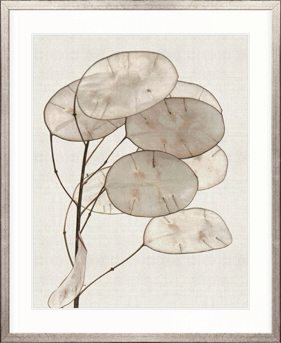Kivu Seedpods I