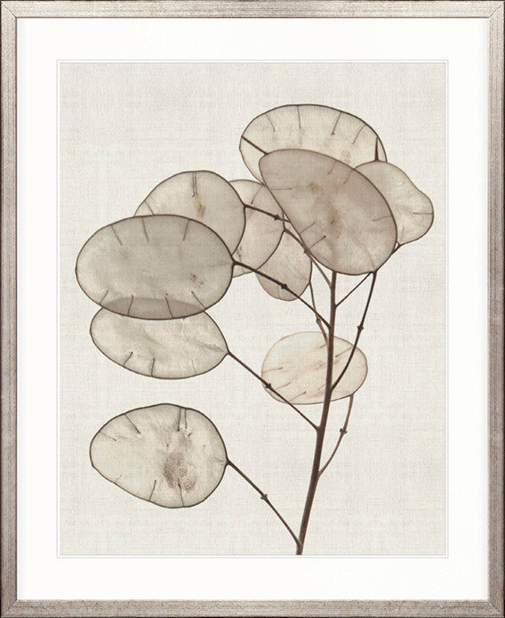 Kivu Seedpods II