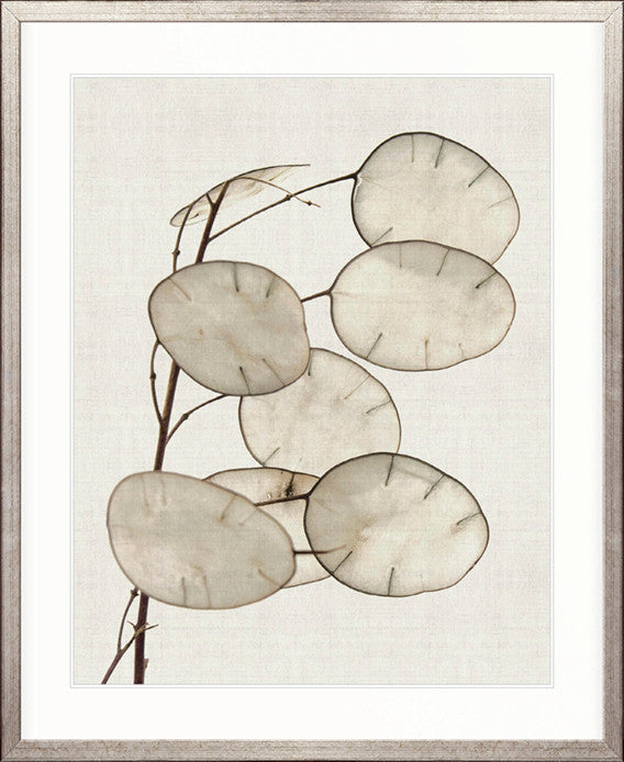 Kivu Seedpods III
