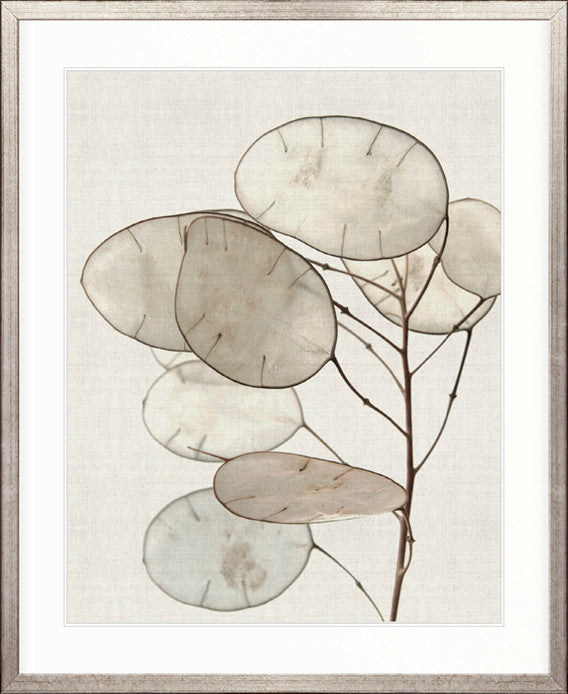 Kivu Seedpods IV