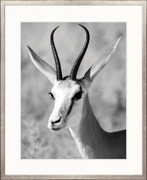Safari Life II
