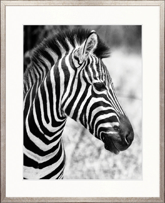 Safari Life III