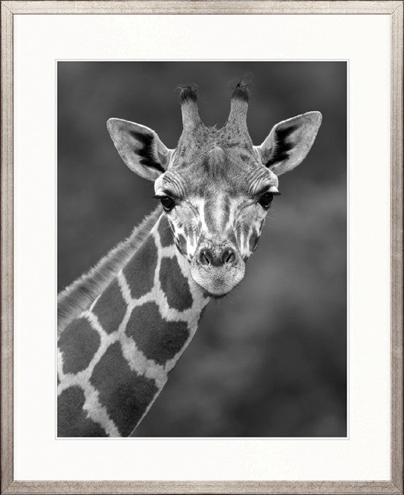 Safari Life IV