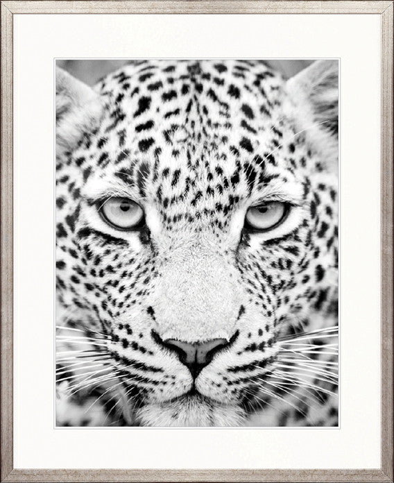 Safari Life V
