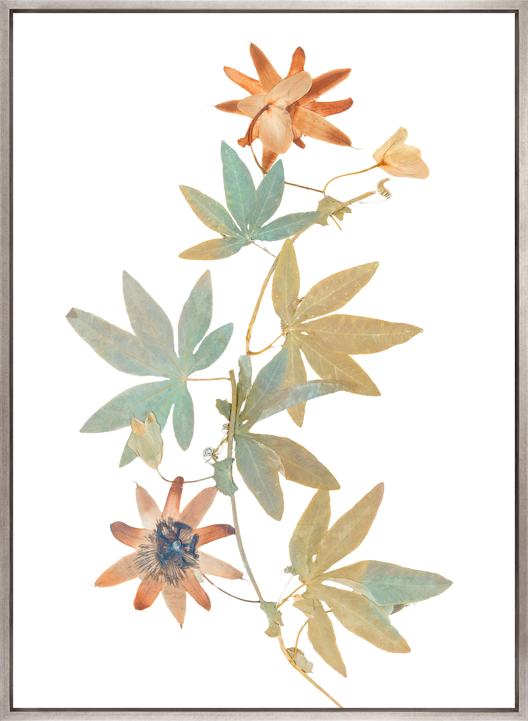 La Botanica I (Canvas)