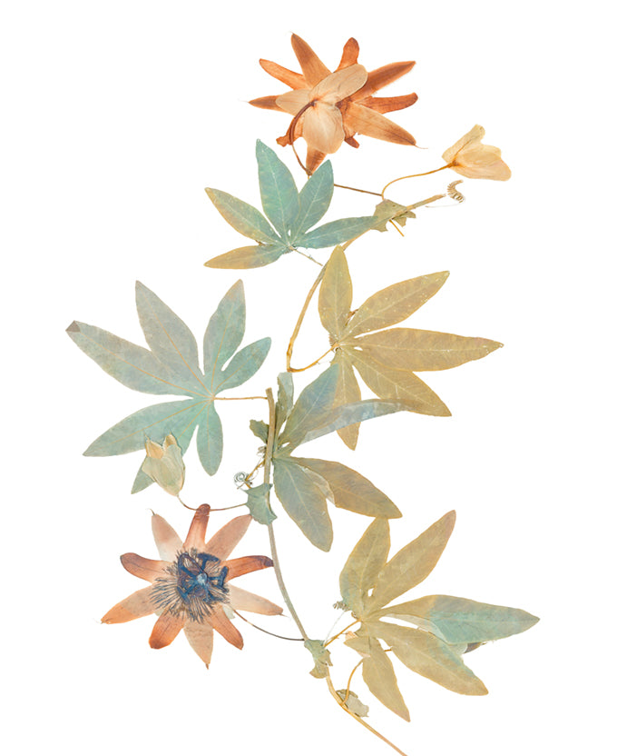 La Botanica I