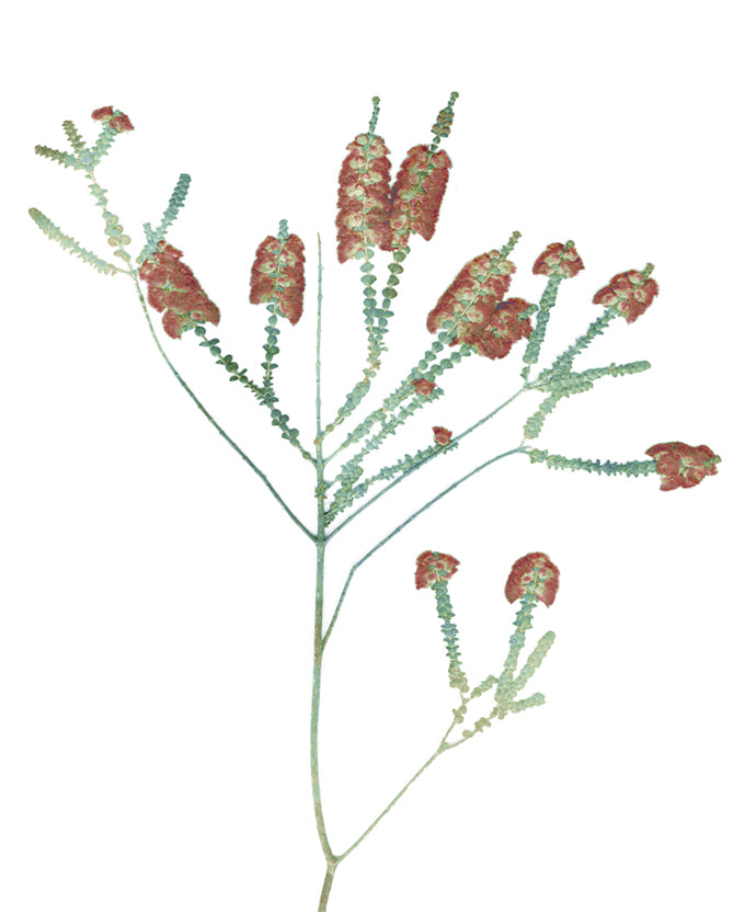 La Botanica II (Canvas)