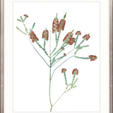 La Botanica II X-Large (1000mm W x 1400mm H) / Clear Acrylic