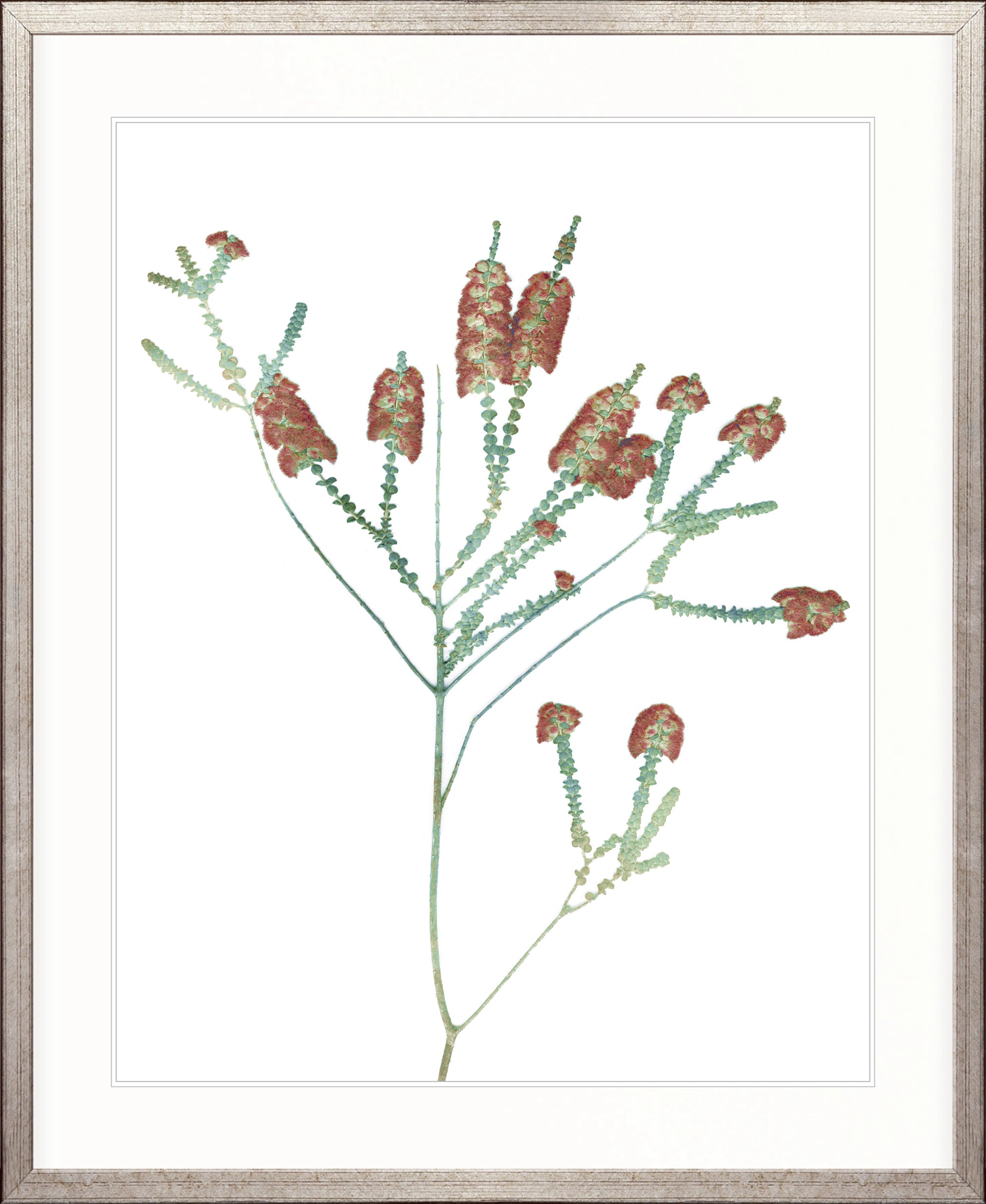 La Botanica II X-Large (1000mm W x 1400mm H) / Clear Acrylic