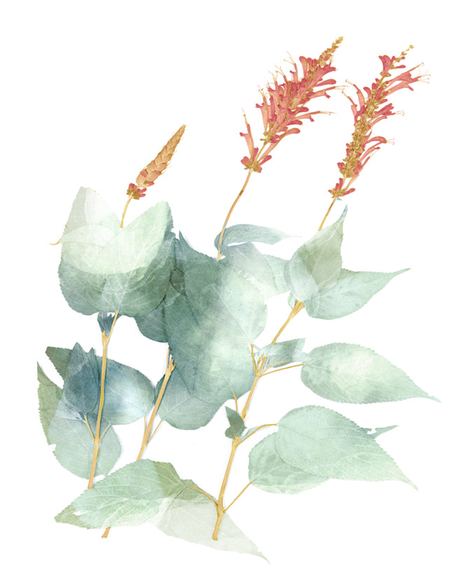 La Botanica III