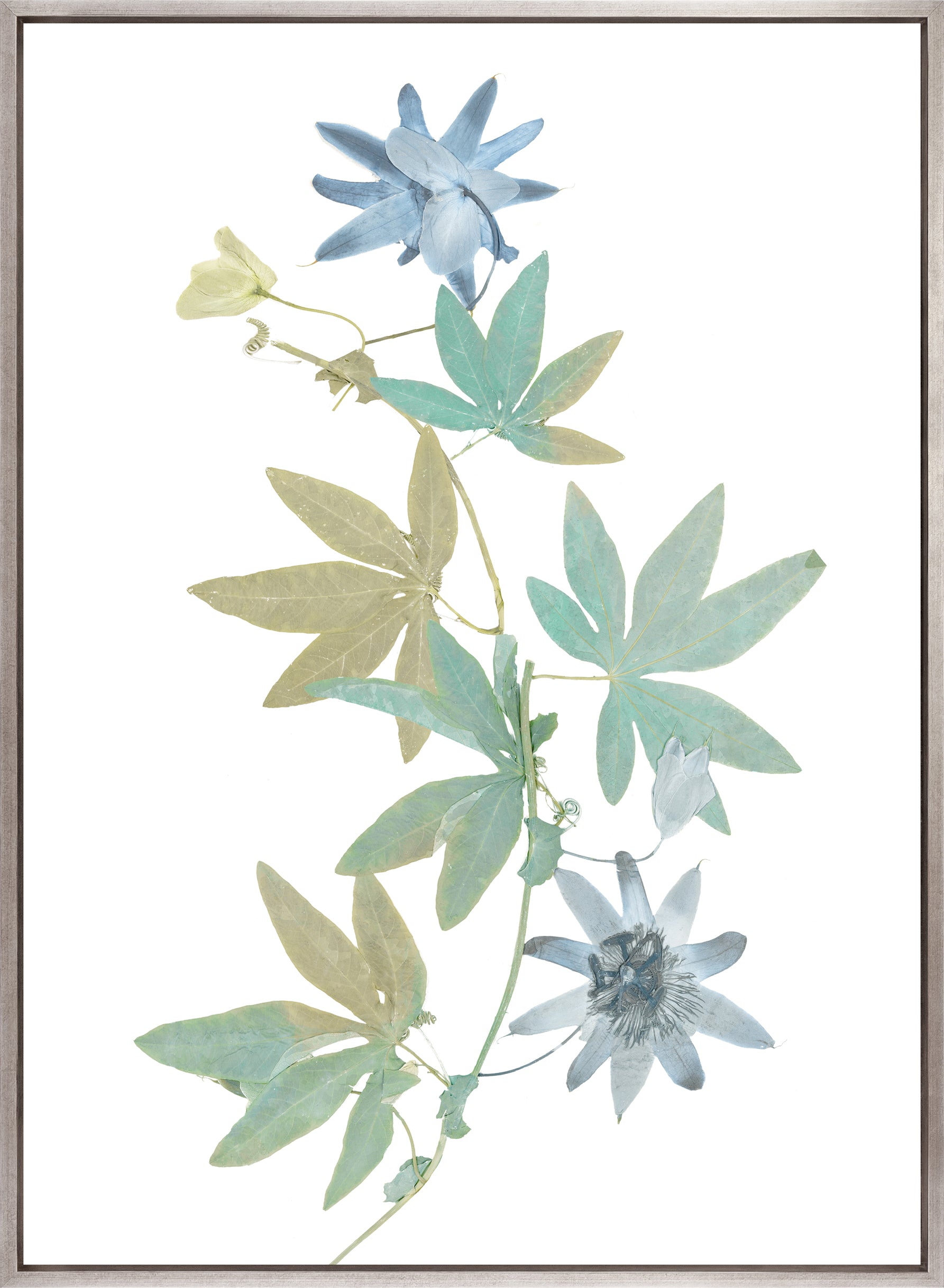 La Botanica IV (Canvas)