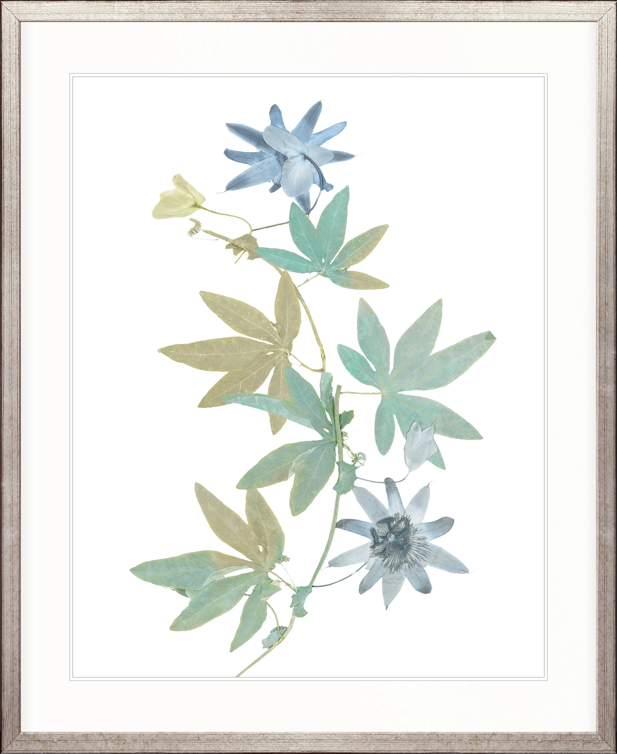 La Botanica IV X-Large (1000mm W x 1400mm H) / Clear Acrylic