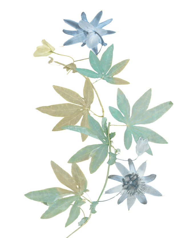La Botanica IV